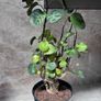 plant Image 2