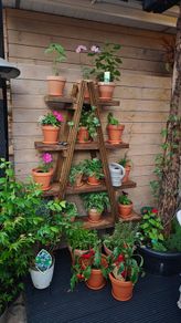 Rustic Wooden Ladder Plant Stand, Handmade