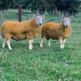 North country Cheviot rams Image 2
