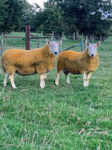 North country Cheviot rams