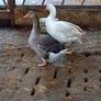 Breeding Pair of Geese Image 3