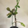Philodendron Florida Beauty Variegated - Rare Houseplant Collection Image 3