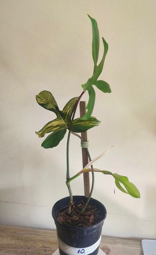 Philodendron Florida Beauty Variegated - Rare Houseplant Collection