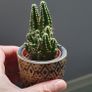 cactus Image 7