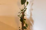Philodendron scandens Houseplant