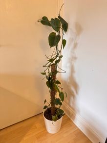 Philodendron scandens Houseplant
