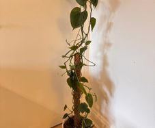 Philodendron scandens Houseplant