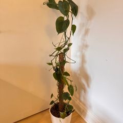 Philodendron scandens Houseplant