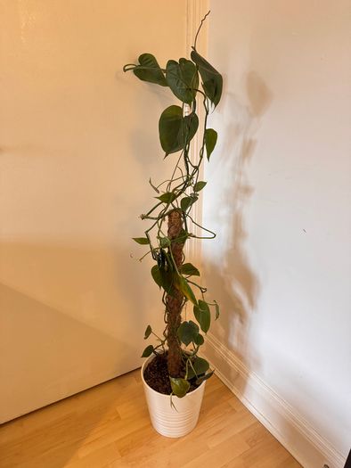 Philodendron scandens Houseplant