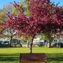 Garden Benches (Delivery Available) Image 2