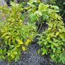 Large Shrubs and Trees Image 4