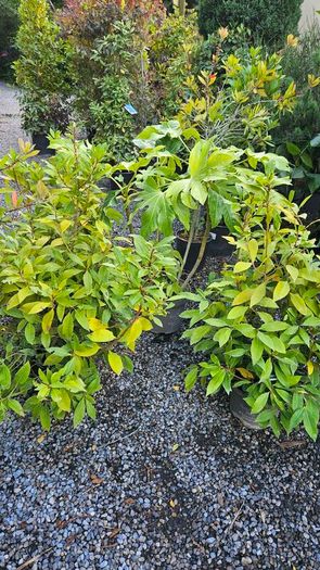 Large Shrubs and Trees