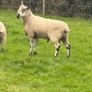 Rams Image 5