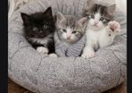 cats