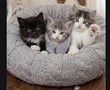 cats