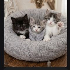 cats