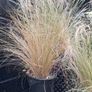 Tall grasses " ponytail " Image 2