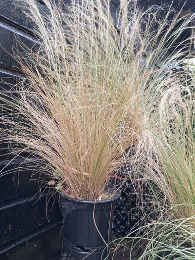 Tall grasses " ponytail "