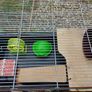 Hamsters cage Image 2