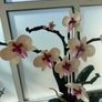 lego orchid Image 3