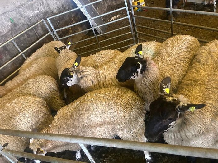 Ewe lambs