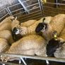 Ewe lambs Image 4