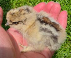 day old silkie chicks