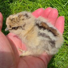 day old silkie chicks