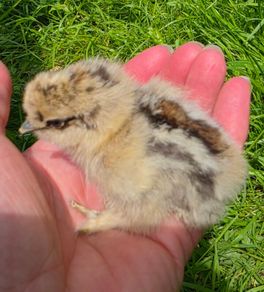 day old silkie chicks