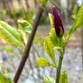 Magnolia Liliiflora in 9L pot and 120cm in height Image 5