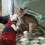 Kittens Image 3
