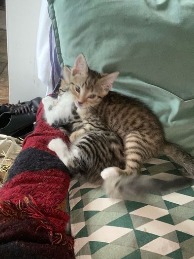 Kittens