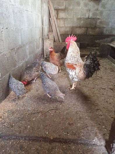 Pullets/hens/roosters/point of lay/
