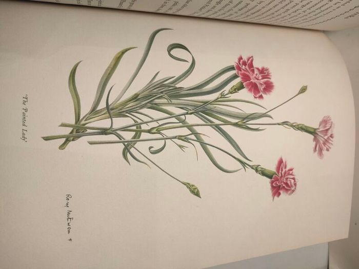 Old Carnations and Pinks First Edition