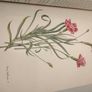 Old Carnations and Pinks First Edition Image 6