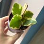 baby plant Image 3