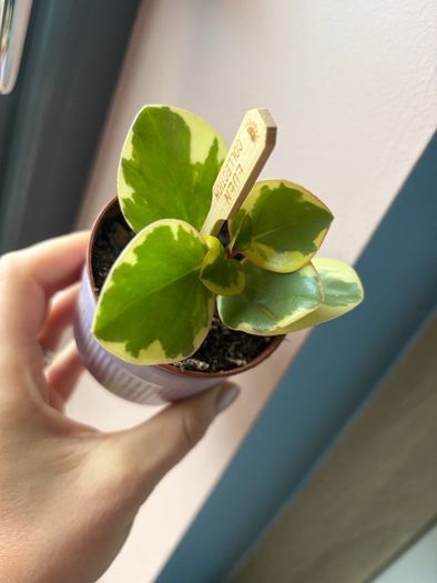 baby plant