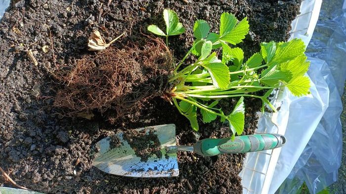 strawberry plants