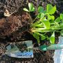 strawberry plants Image 5