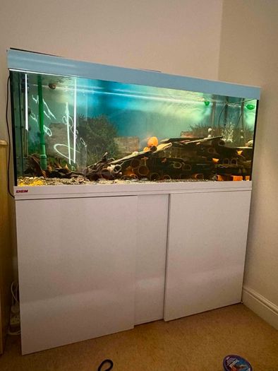 fish