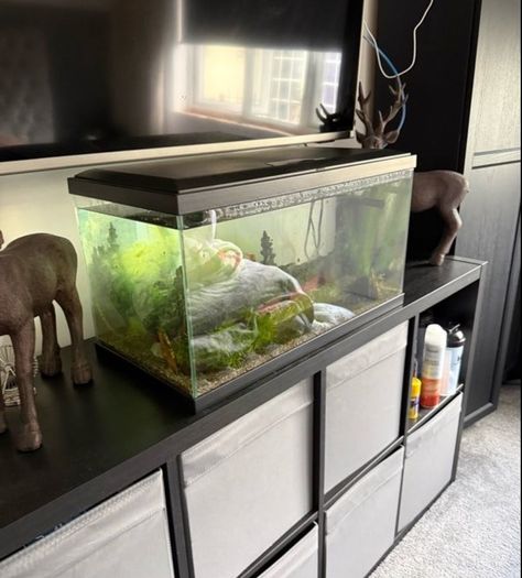 60 Litre Fish Tank