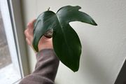 Philodendron Squamiferum