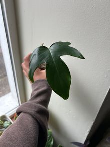 Philodendron Squamiferum