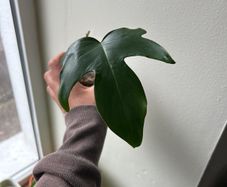 Philodendron Squamiferum