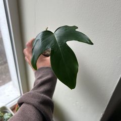 Philodendron Squamiferum