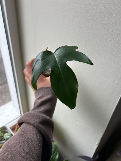 Philodendron Squamiferum
