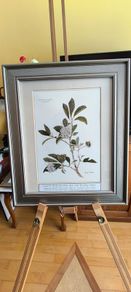 Lovely Gray Framed SOUTH AFRICAN BOTANICAL ART BY Judy WheelerPelargonium luridum-Stork's Bill, Zulu inyonkulu. Widespread E. Cape to Tanzania. Summer flowering grassland herb ,0.6 1m. Edible, also used to treat dysentery and nausea.