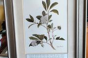 Lovely Gray Framed SOUTH AFRICAN BOTANICAL ART BY Judy WheelerPelargonium luridum-Stork's Bill, Zulu inyonkulu. Widespread E. Cape to Tanzania. Summer flowering grassland herb ,0.6 1m. Edible, also used to treat dysentery and nausea.