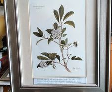 Lovely Gray Framed SOUTH AFRICAN BOTANICAL ART BY Judy WheelerPelargonium luridum-Stork's Bill, Zulu inyonkulu. Widespread E. Cape to Tanzania. Summer flowering grassland herb ,0.6 1m. Edible, also used to treat dysentery and nausea.