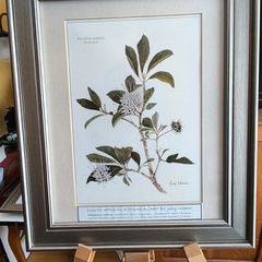 Lovely Gray Framed SOUTH AFRICAN BOTANICAL ART BY Judy WheelerPelargonium luridum-Stork's Bill, Zulu inyonkulu. Widespread E. Cape to Tanzania. Summer flowering grassland herb ,0.6 1m. Edible, also used to treat dysentery and nausea.